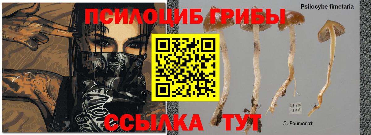 Псилоцибиновые грибы мицелий Туапсе